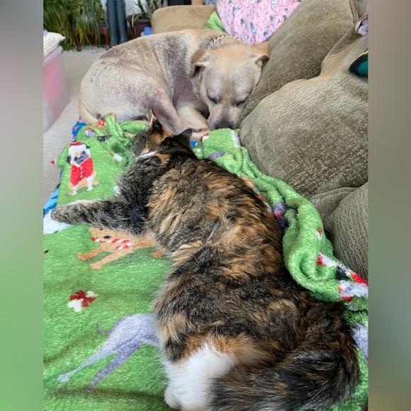 RIP My Precious AngelโฆMama Kitty 11/15/23 - 18 yrs - Picture 2 of 4